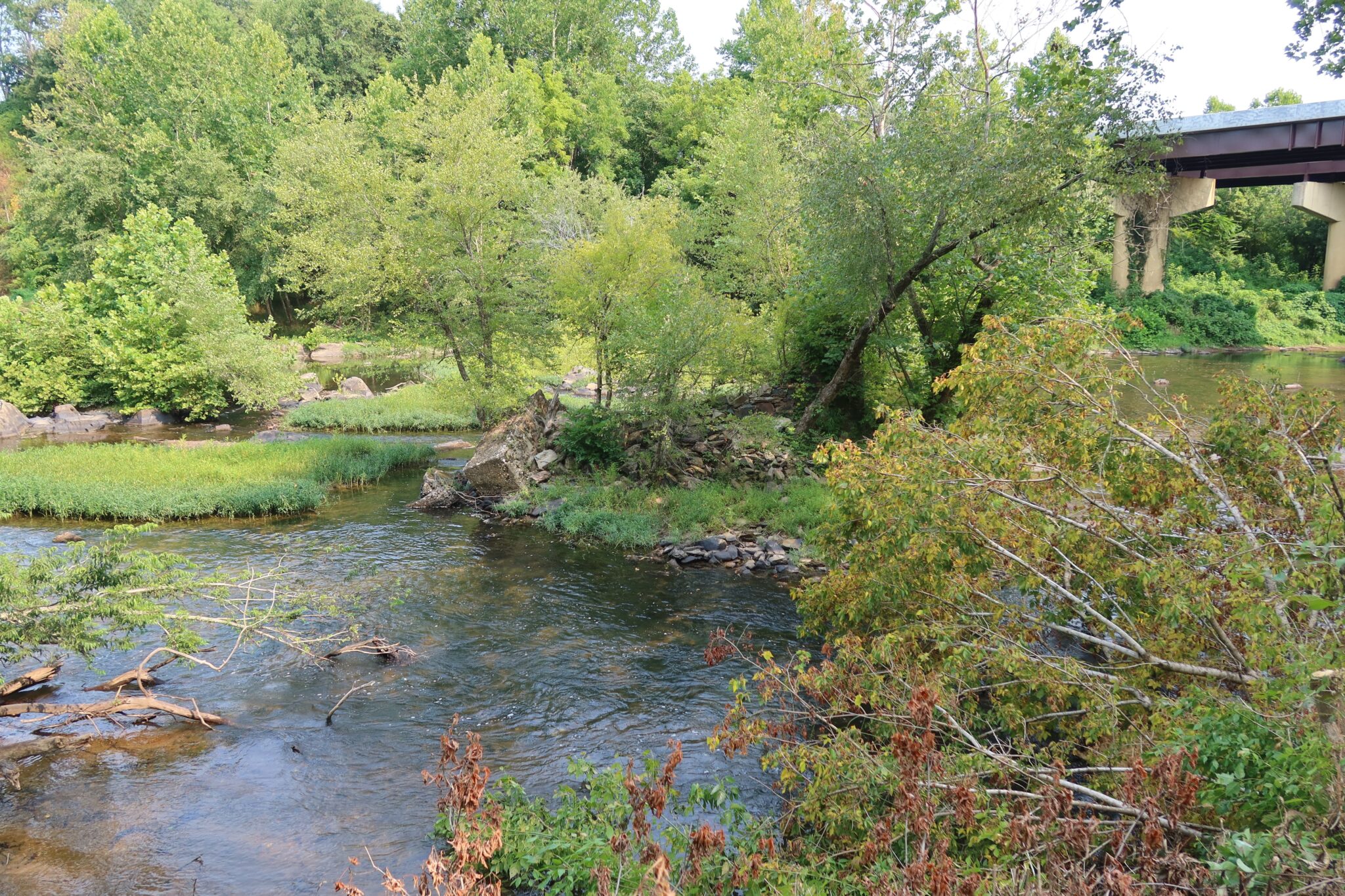 siegen-forest-0823 - Historic Germanna